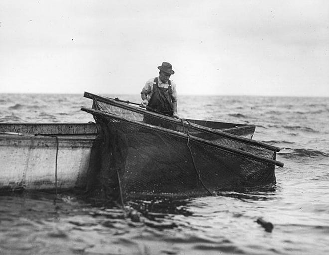 A fisherman lifts the pot of a pound net, sometimes called a trap net.
