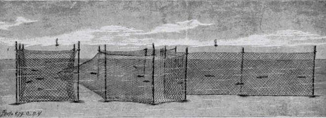 In this illustration of a Detroit River pound net, the fish enter into the "lead" on the right, swim into the "pound" - the circular or heart-shaped netting in the center - and then funnel into the "pot," the square enclosure at left which traps the fish until they are hauled up.