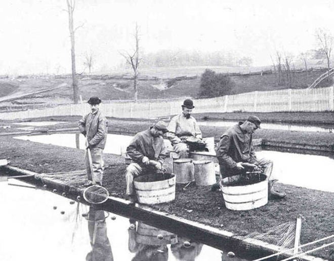 In the late 19th century, as the fish population began to decrease at an alarming rate, Michigan began to establish state hatcheries to replenish the fish. At right, workers strip eggs from female trout at the Northville hatchery ponds, circa 1895.