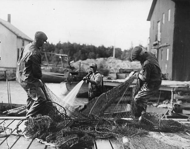 The nets are taken from the fishing boats and placed on the dock, where weeds and other refuse are washed out.