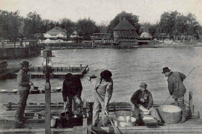 Two men with dip nets lift fish from crates (male whitefish in one crate, females in another) into twin tubs. The eggs are stripped, placed in a pan and passed to the man at the extreme left, who washes them before they are put into the neighboring tubs for removal to the hatchery. This scene was taken on the Detroit River in 1910.