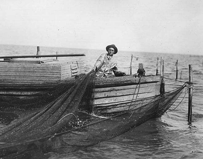 In the middle of the 19th century, Great Lakes fishing outfits favored pound nets, a long net system that involves pounding stakes into the lake bed, attaching the nets and trapping the fish in an enclosure. In this photo taken circa 1930, a fisherman hauls in a pound net.
