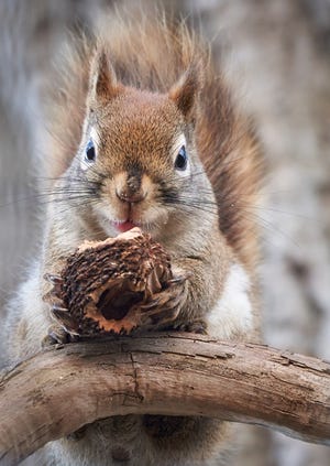 Eric Woelkers of Flat Rock made this photo of an adorable squirrel "enjoying dinner while perched on a branch" at Lake Erie Metro Park.