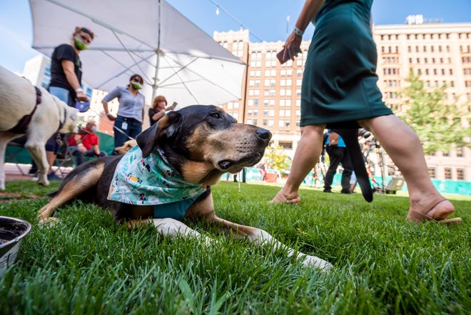 A dog named Seamus, owned by Janet O'Brien, of Ferndale, lounges on the grass during the opening of a new dog park, in the Capitol Park neighborhood of Detroit, August 12, 2020.