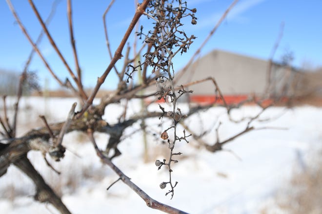 A few shriveled up grapes still on the vine in the frozen vineyards behind Black Fire Winery in Tecumseh.