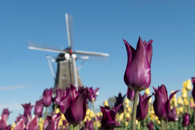 The tulip fields and windmill at Windmill Island Gardens park, in Holland, April 29, 2021.