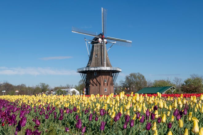 The tulip fields and 251-year-old windmill De Zwaan at Windmill Island Gardens park, in Holland,April 29, 2021. It is the only authentic working Dutch windmill in the United States.