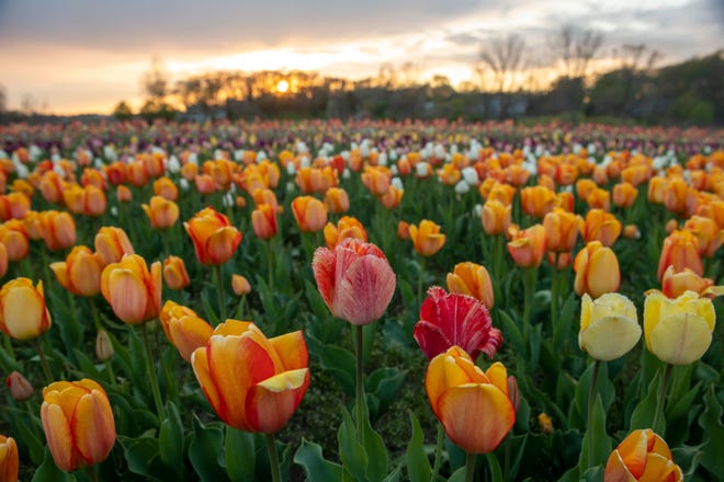 The tulip fields at Windmill Island Gardens park, in Holland, April 29, 2021.