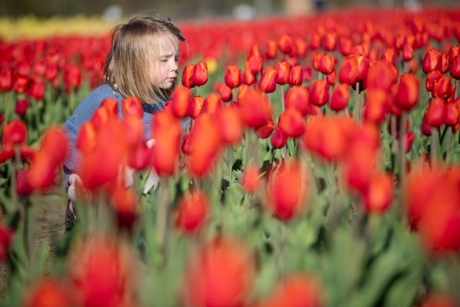 A young girl smells the tulips at then Windmill Island Gardens park, in Holland, April 29, 2021.