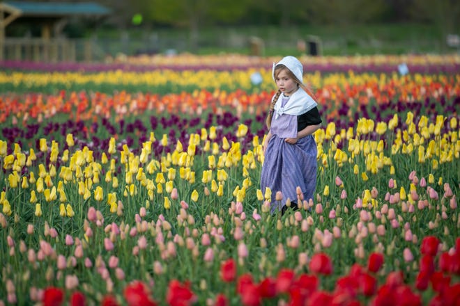Dressed in traditional Dutch clothing, four-year-old Olivia Boone, of Holland wanders through the tulip fields at Windmill Island Gardens park, in Holland, April 29, 2021.