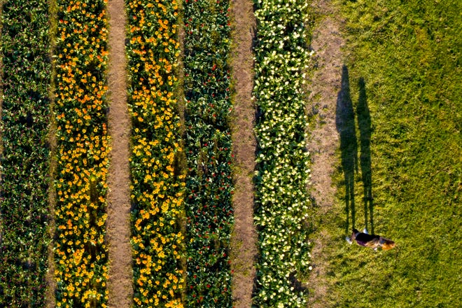 Visitors walk through the tulip fields at Windmill Island Gardens park, in Holland,April 29, 2021.