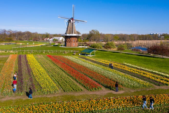 The tulip fields and 251-year-old windmill De Zwaan at Windmill Island Gardens park, in Holland,April 29, 2021. It is the only authentic working Dutch windmill in the United States.