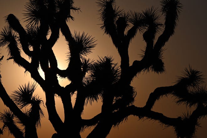 The sun sets behind Joshua Trees in Lancaster, California where temperatures reached 107 degrees Fahrenheit (41.6 degrees Celsius) today, July 12, 2021. - Wildfires were burning across more than one million acres of the western United States and Canada on Monday, as scorching temperatures held their grip on areas reeling from a brutal weekend heat wave.