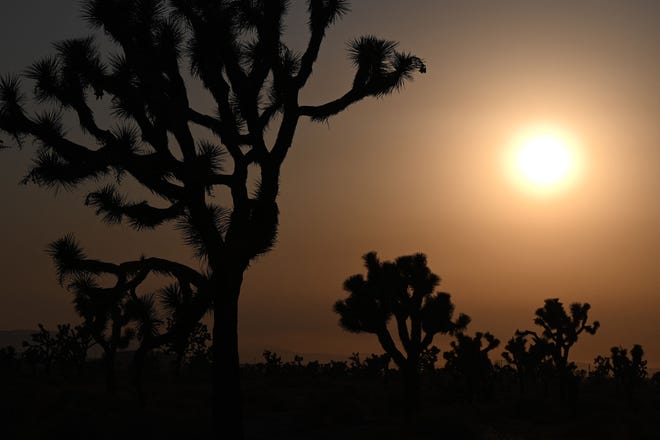 The sun sets behind Joshua Trees in Lancaster, California where temperatures reached 107 degrees Fahrenheit (41.6 degrees Celsius) today, July 12, 2021. - Wildfires were burning across more than one million acres of the western United States and Canada on Monday, as scorching temperatures held their grip on areas reeling from a brutal weekend heat wave.