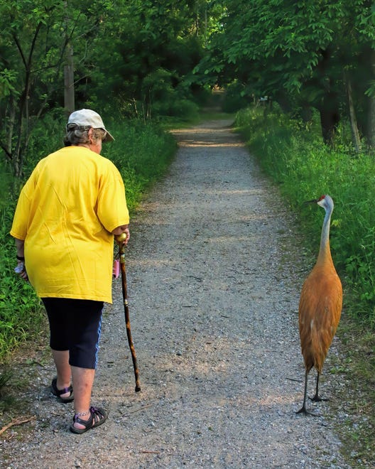 FINALIST: (At-Large) - Allen Seitz of Millford humorously calls this image of his wife walking the trails at Kensington Metro Park side-by-side with a sandhill crane, "So, how's the family? Fine, and yours?"