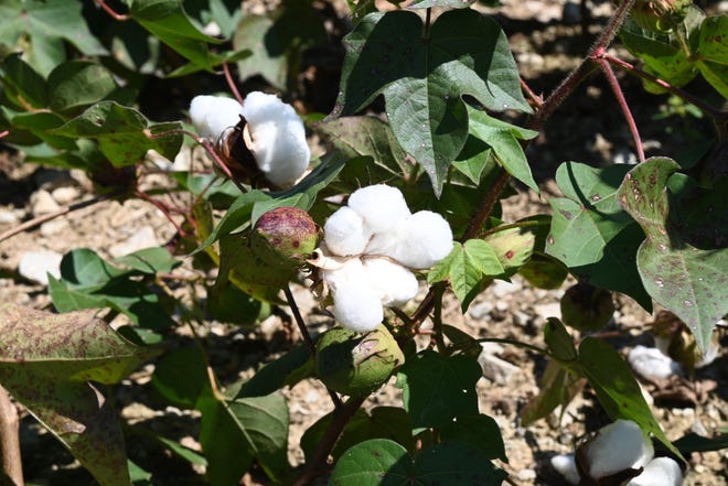 Cotton grows on a site in west Haywood County, Tennessee, where Ford Motor Co. will build its new Blue Oval City campus.
