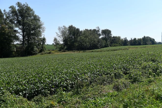 Soybeans grow on part of the site where Ford will build BlueOvalSK Battery Park.