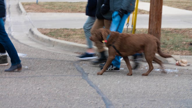 Some walkers brought their dogs to the MLK freedom walk in Royal Oak, Michigan, on January 17, 2022.