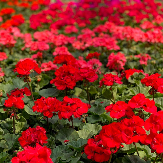 Geraniums are among the most popular plants for home gardens. Credit: Blake Farms