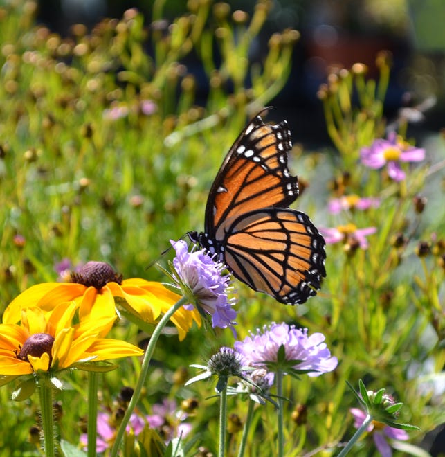 Many gardeners are adding pollinators to their gardens, according to English Gardens’ Darrell Youngquest.