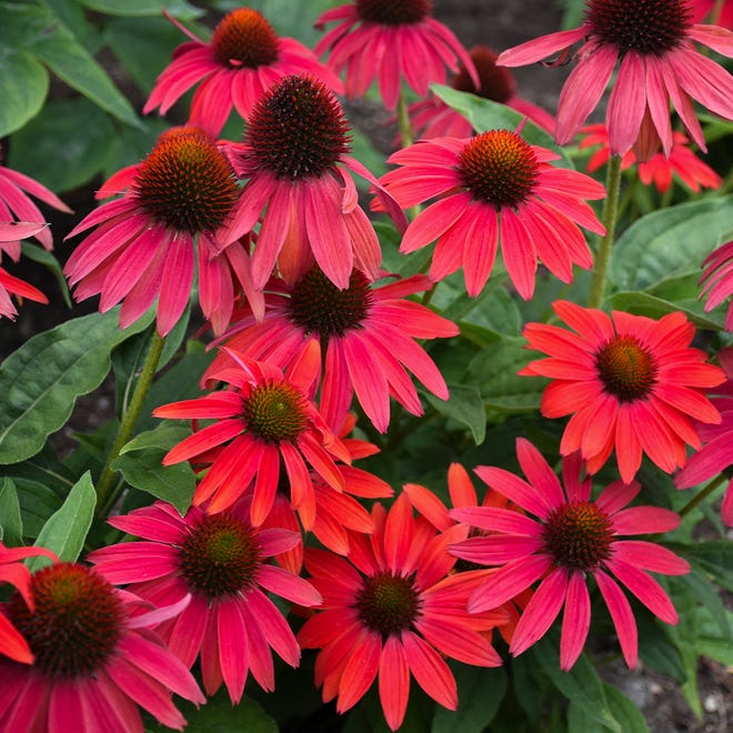 Youngquest recommends checking out new colors of coneflower, like this  Echinacea Lakota Fire.