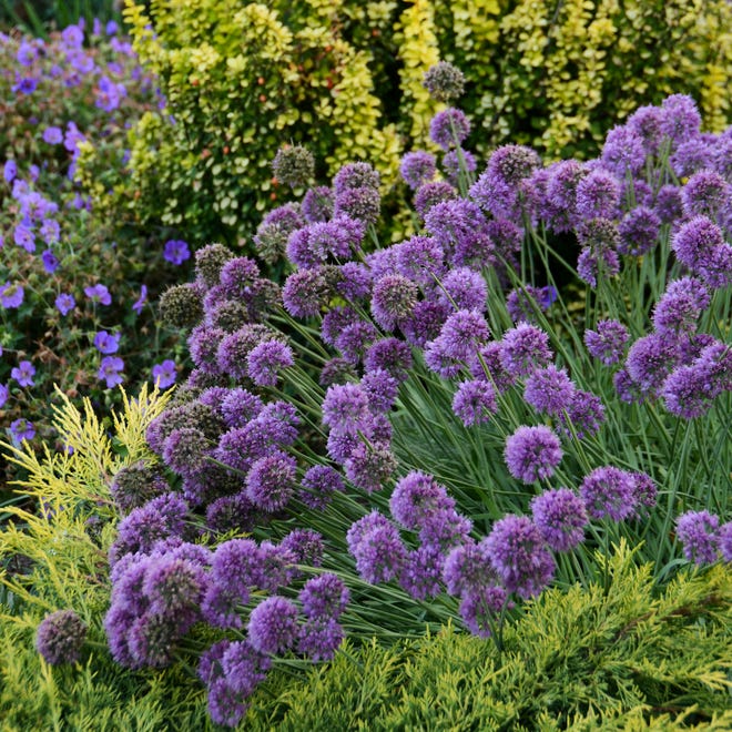 "Medusa" is among the new varieties of allium says English Gardens' Darrell Youngquest.