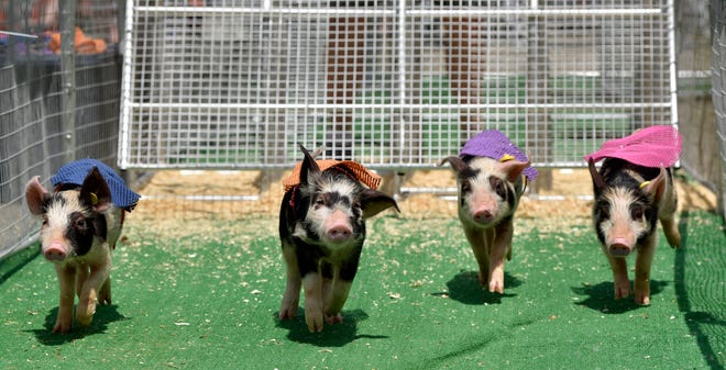 Kevin Bacon, left, Brad BBQ Pit, Jerry Swinefeld and Justin Beor race each other during the 1 p.m. show at the Hot Dog Pig Racing attraction out of Jackson, NH, Saturday afternoon, July 2, 2022.