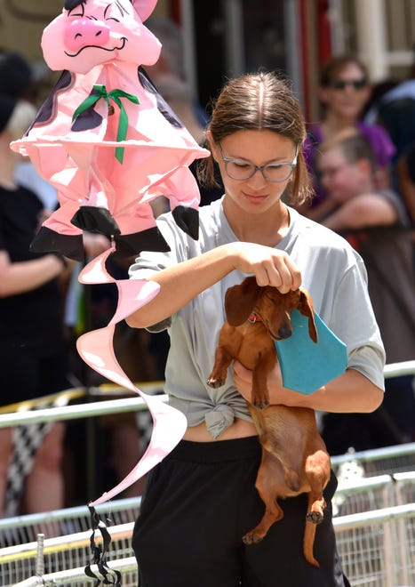Jackson, New Jersey's Hot Dog Pig Racing employee Sumyra Bensayeh picks up Red, a Dachshund, after he races in the Weiner Dog race at 1 p.m., Saturday afternoon, July 2, 2022.