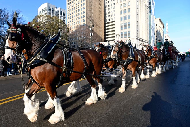 The Budweiser Clydesdales march during the parade.